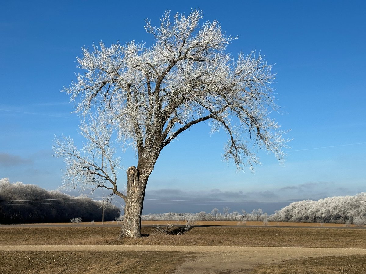 BrianHuff204's tweet photo. Heading home after taking my dad to Winnipeg for cataract surgery. The frost is absolutely beautiful.
#halfwaytree https://t.co/3lCqIOcEqt