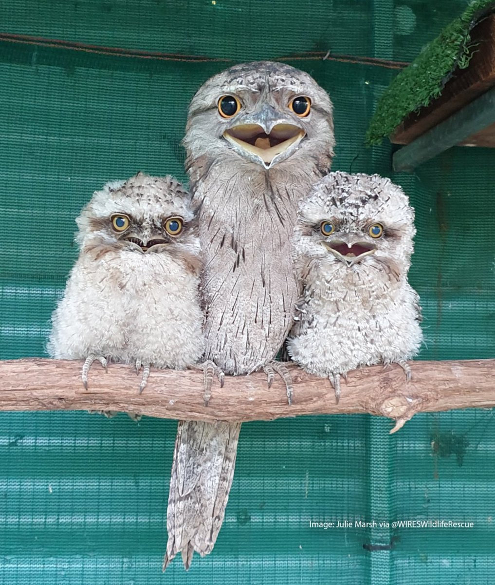 When someone tells you tawny frogmouths aren't their favourite bird. 😲 

In 2021, German researchers found the tawny frogmouth was the most “Instagrammable” bird. So even if they didn't win this year's #BirdOfTheYear, they sure are loved.

📷 | Julie Marsh via WIRES

#BestOf2023
