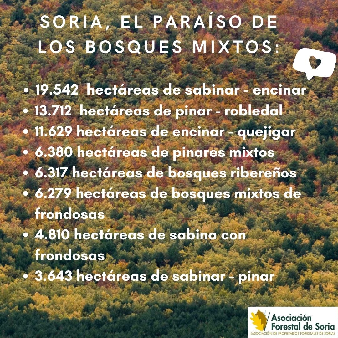 La provincia de Soria dispone de una diversidad de bosques excepcional.
Buena prueba de ellos es la cantidad de bosques mixtos que alberga.
¿Los conoces?
#asfoso #montesdesoria #gestiónforestal #bosques #selvicultura #Soria #sorianitelaimaginas