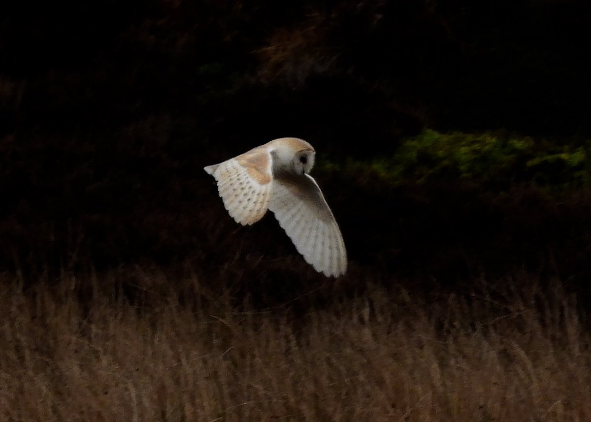 GND still at Scaling though once again at distance. Raven and partial leucistic jackdaw near Commondale and a very smart barn owl on the way home @teesbirds1 @nybirdnews @DurhamBirdClub @teeswildlife