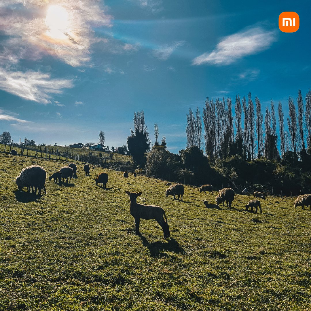 XiaomiChile's tweet photo. 👉Con su potente lente #UltraGranAngular el nuevo #Xiaomi13T captura no solo imágenes con una calidad excelente, si no también te transporta a nuevos lugares y momentos✨📱 #RevelemosChile https://t.co/HDTiCtppzO