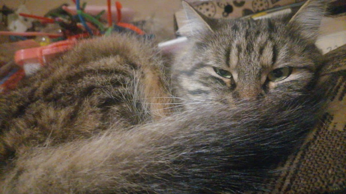 Citrys_Lemonad's tweet photo. @cat_auras https://t.co/RDgT9xSH8p