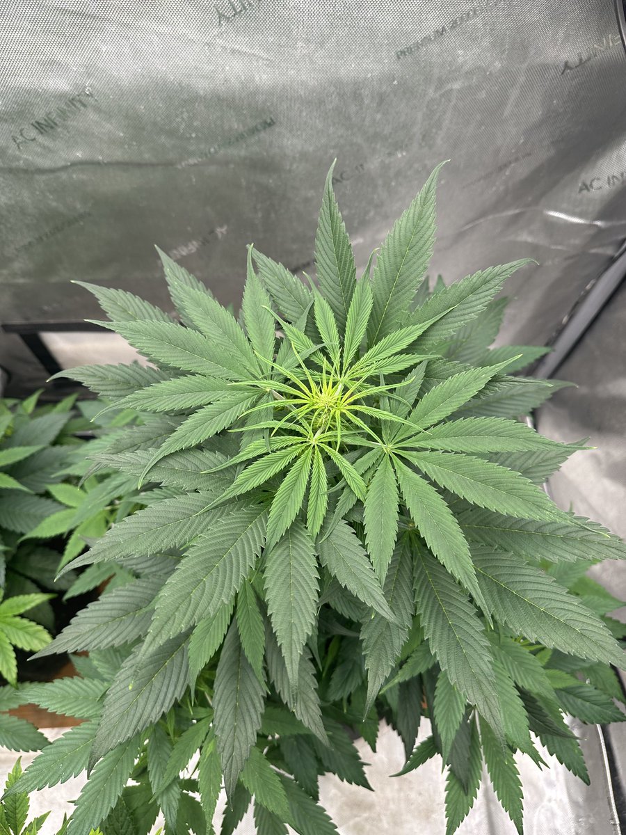 Happy Tuesday everyone! Hope we’re all having a wonderful day! Stay lifted growmies! ✌🏼💚😎