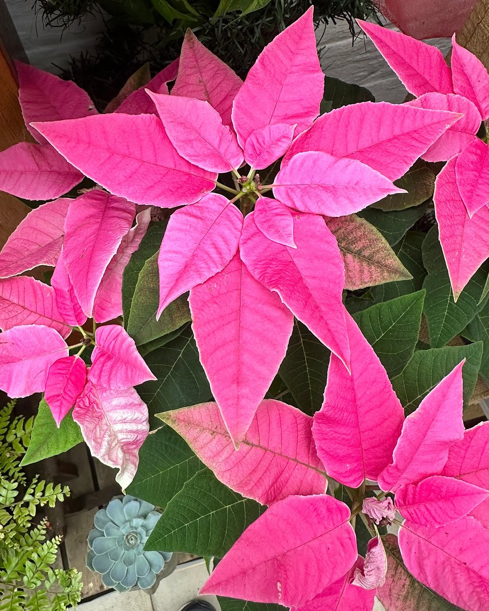 ecofriendlyfact's tweet photo. Itβs that time of year again! Poinsettia π©·My kind of Christmas decoration π€£πͺ΄
.
.
.
.
.
Read more : https://t.co/IQNKzBxd8J
#poinsettia #poinsettias #poinsettiaseason #makinggardens #bract #bracts #flower #flowers #flowerphotography https://t.co/QizlJ6ZJbE