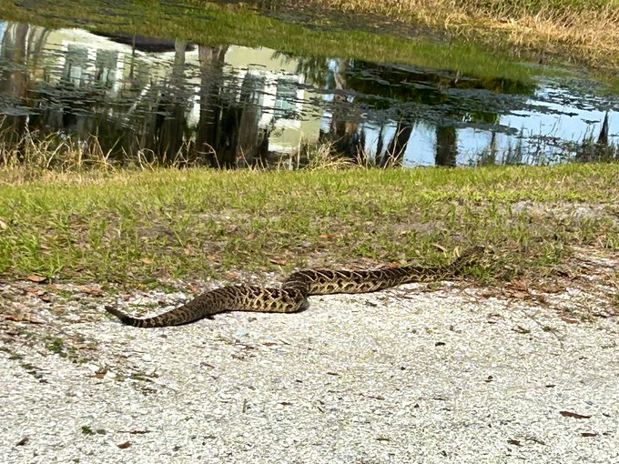 Pips and I met this adorably chonky eastern diamond back rattlesnake on our walk in the neighborhood