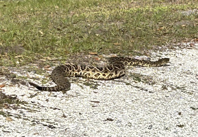 Pips and I met this adorably chonky eastern diamond back rattlesnake on our walk in the neighborhood