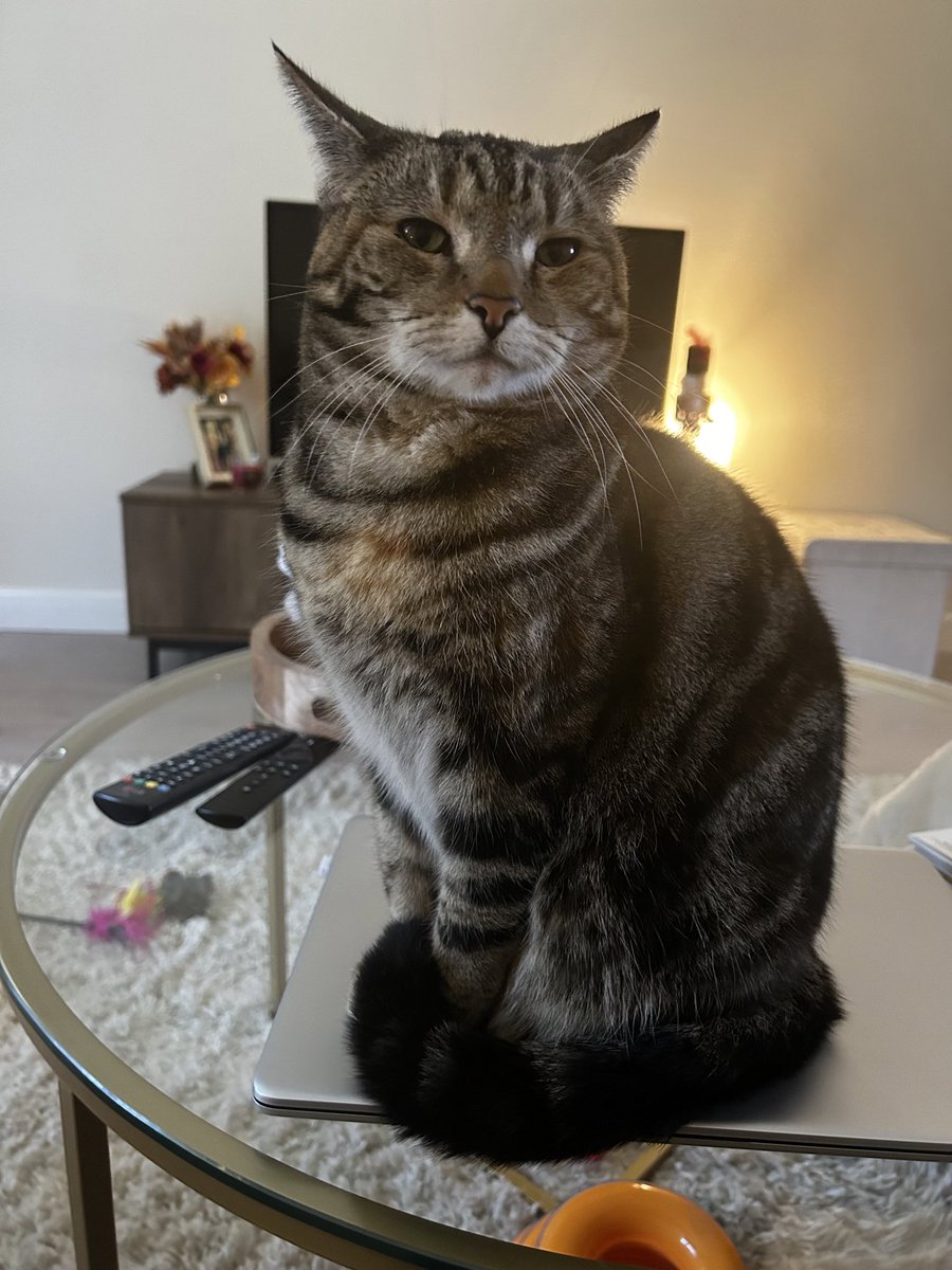 If the laptop isn’t for sitting on, why is it made of warm?! #tabbytuesday