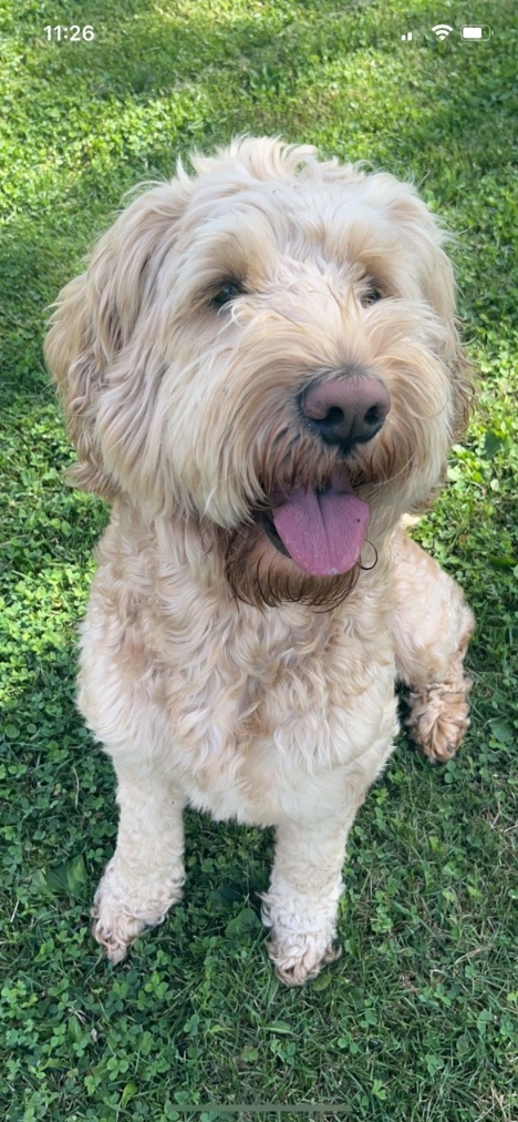 CraigSMorgan's tweet image. Logan Cooley said one of the things he's most excited about when he goes back home to Pittsburgh for the Coyotes game vs. the Penguins next week is the chance to see his dog Cooper.

Here's Cooper. He usually sleeps in Logan's room when Logan is home.

gophnx.com/butter-pig-ref…