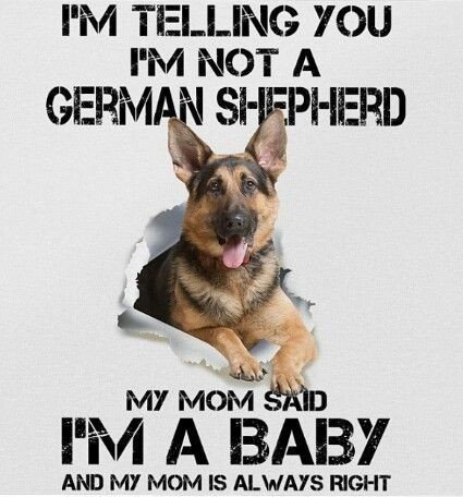 ShepherdLovers1's tweet photo. GSD vibes. ๐โ๐ฆบ
#GermanShepherd #gsd #dogsoftwitter #dog #puppies
#tuesdayvibe #MondayMotivation #TuesdayFeeling #MondayMood #Mondayvibes #tuesdayvibe #TongueOutTuesday #immigration #thicktrunktuesday #Ally #TuesdayMorning
#jimins #TEZOSTUESDAY #Krampusnacht #Hunter #RIPFelix https://t.co/ZzCpsr381G