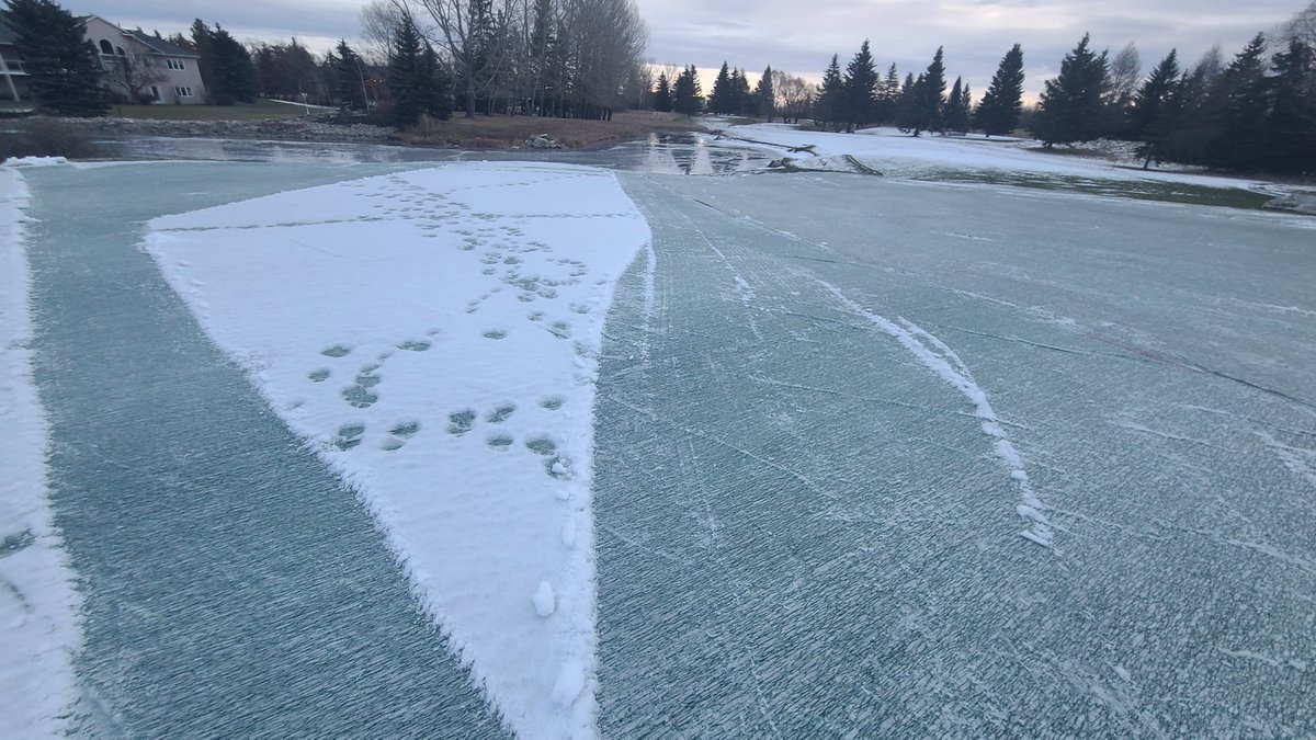 Olds Golf Club TurfCare tweet media