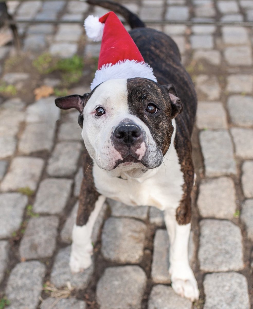 #rehomehour 
#AdoptDontShop 
🐶 Cookie 🍪 
#NYCACC #NewYork
Please share this amazing puppy! 
She really needs a pawparent. 🙏🏽
A forever 🐾🏡♥️ for the #holidays 🎁