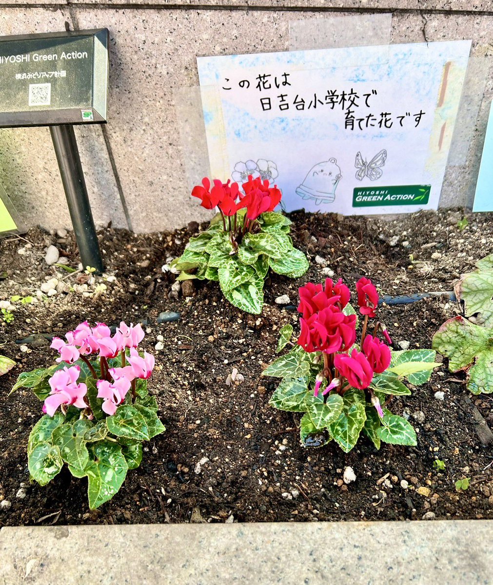 GreenHiyoshi's tweet photo. 先週夢冬苗の植え替えをしました。
グリーンアクションプランターは冬でも緑が綺麗で花も綺麗です。
手入れにボランティア参加していている皆様のおかげ、有難う御座います。 https://t.co/eQgVAplUU0