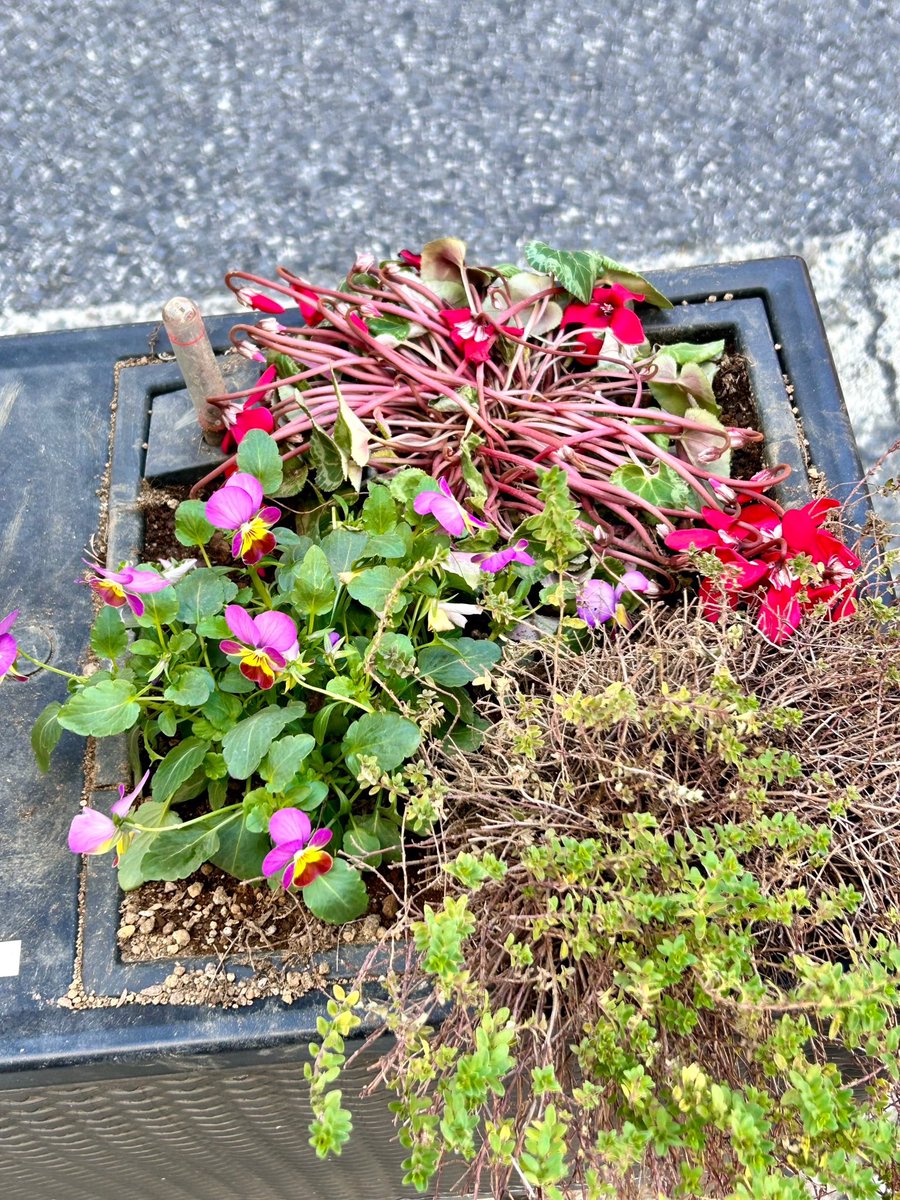 GreenHiyoshi's tweet photo. 先週夢冬苗の植え替えをしました。
グリーンアクションプランターは冬でも緑が綺麗で花も綺麗です。
手入れにボランティア参加していている皆様のおかげ、有難う御座います。 https://t.co/eQgVAplUU0