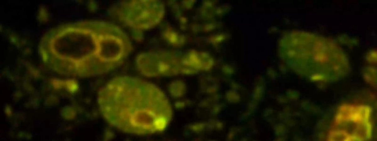 BelluatiAndrea's tweet image. and thanks to
@UniStrathclyde
as well for highlighting our recent work!  #Pisa #artificialCells

strath.ac.uk/whystrathclyde…