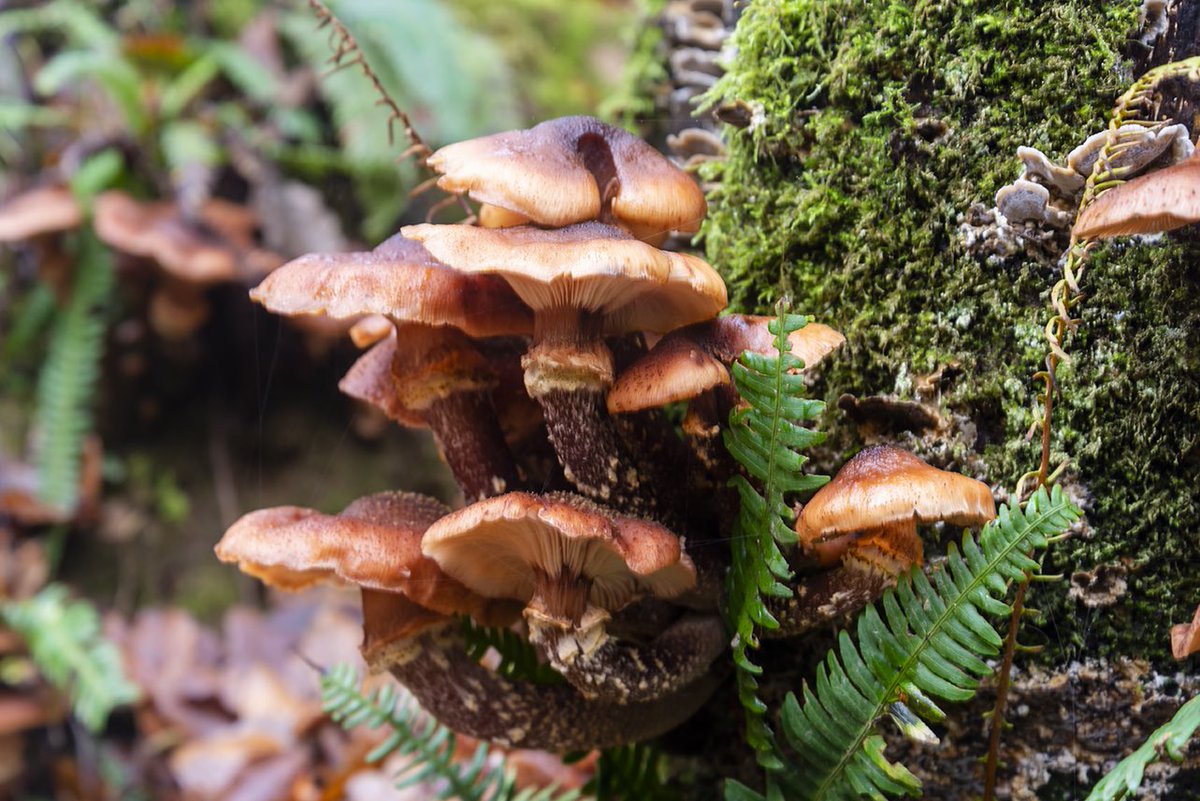 Autumn colours
#WoodlandWalk  #Fungus