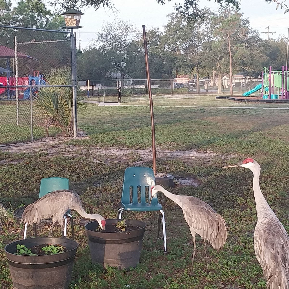 LockhartMagnet's tweet photo. Our Bird Watchers spied some new visitors at our @feederwatch location. Find out more about all that Lockhart has to offer tomorrow at Blake HS and on Thurs. at Muller  Magnet from 6 to 7:30pm. #SetSailforSuccess #WeAreMagnet @SDHCMagnet https://t.co/ZT4eF8KssF