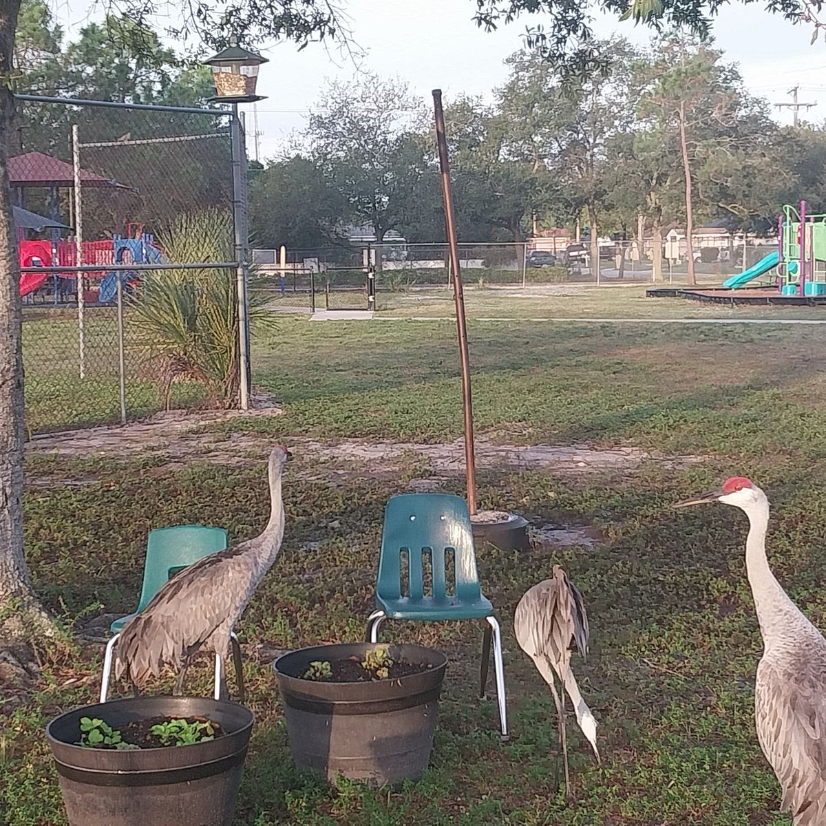 LockhartMagnet's tweet photo. Our Bird Watchers spied some new visitors at our @feederwatch location. Find out more about all that Lockhart has to offer tomorrow at Blake HS and on Thurs. at Muller  Magnet from 6 to 7:30pm. #SetSailforSuccess #WeAreMagnet @SDHCMagnet https://t.co/ZT4eF8KssF