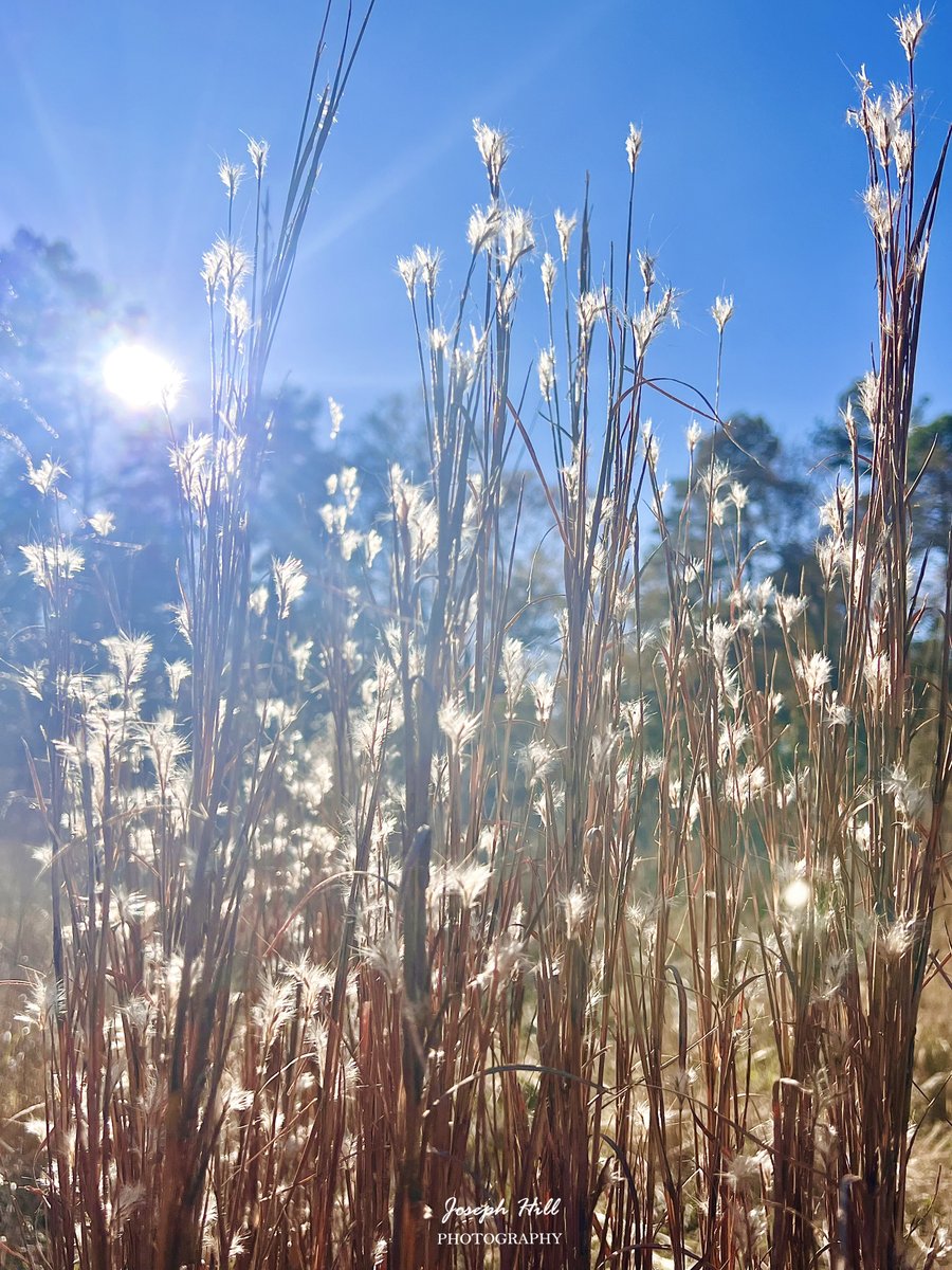 JosephHill3794's tweet photo. Little Bluestem🌱
Photo By: Joseph Hill🙂📸🌱
#littlebluestem #bluestem #grass #field #nature #sunlight #beautiful #peaceful #NaturePhotography #SouthernPinesNC #December https://t.co/1MnbYATqRH