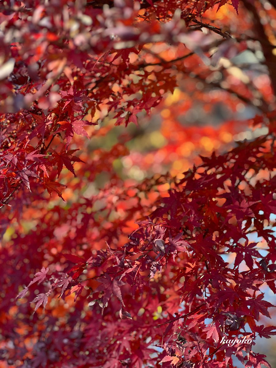 «٩((๑•̀᎑<๑)۶»ぉはょ⌒♡.°

今日は年賀状を書いてしまおうと
思っているので…家事を手早く済ませて頑張る(ง •̀_•́)ง

今日も穏やかな1日を•*¨*•.¸¸♬︎