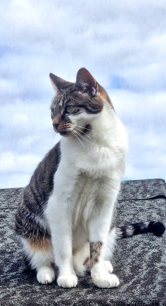 thekittenwinksy's tweet photo. I'm very sad to have to let everyone know that Beans has gone over the rainbow bridge. Beans was loved by everyone and was a great sister to Winksy and Ohanzee. Beans was one of those cats that was always there for you when you needed her.
RIP Enid 'Beans' ❤️🙏🙌🐱 https://t.co/nLMOi7Ar3s