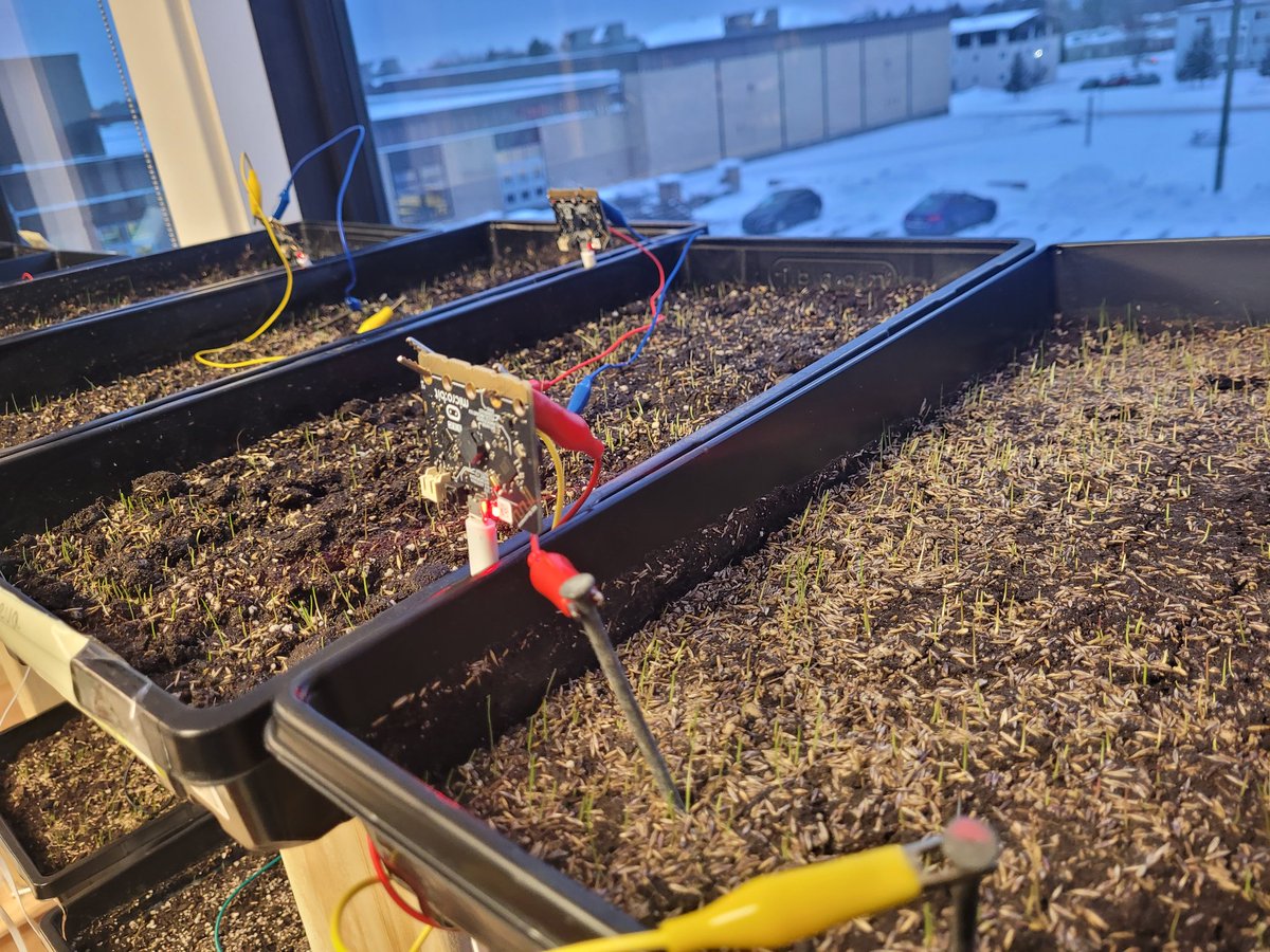 #InquryBasedLearning in the science classroom! <a href="/FHSkats/">Fredericton High School</a> are using #Microbits to monitor soil moisture and daylight hours  and comparing it to plant growth over time! <a href="/brilliant_labs/">Brilliant Labs / Labos Créatifs</a>