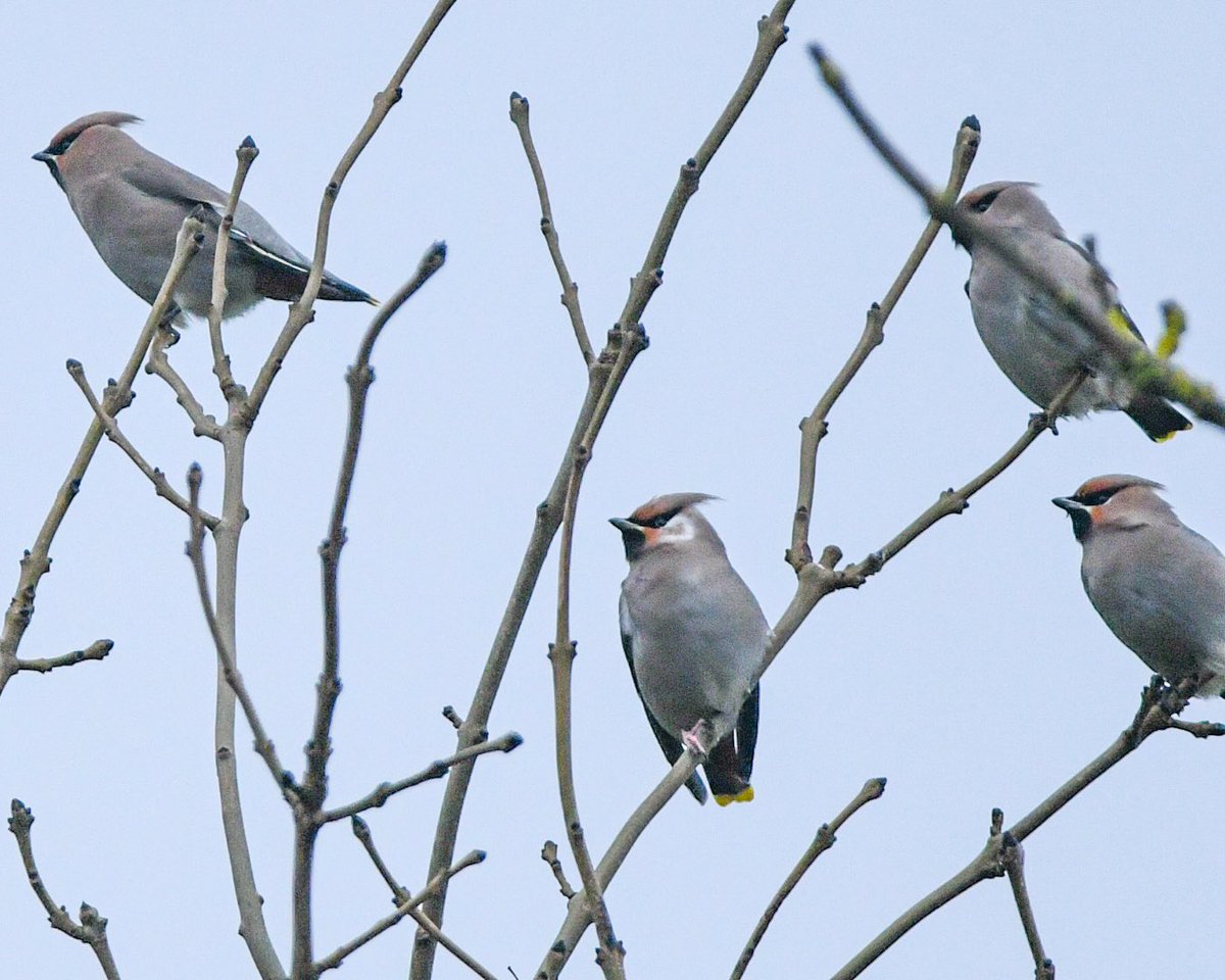 A Waxwing Winter.  These beauties were in Thursford, Norfolk yesterday. What a lifer!
@NorfolkWT @Natures_Voice @_BTO @WaxwingsUK