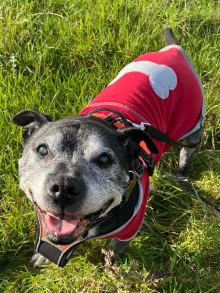 #rehomehour #TongueoutTuesday beeyootiful boy #Bailey is on the lookout for a super duper home plz RT #TeamZay @SeniorStaffy