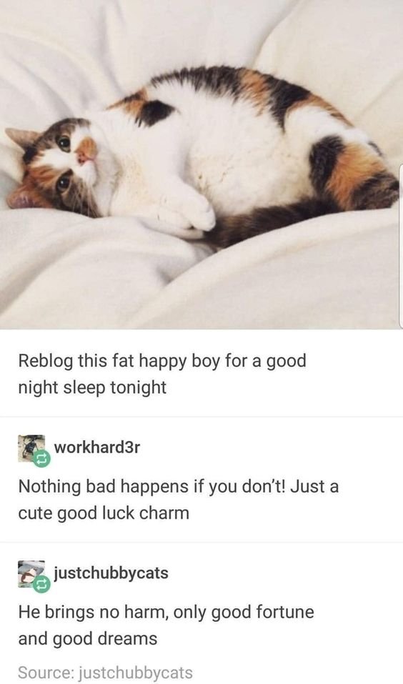 cats who share one braincell (@catbraincell) on Twitter photo 