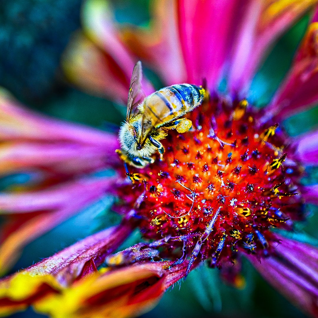 BGreeneVisuals's tweet photo. Bee Hold! 

#flowerphotography #flowers #nature #flower #art #beauty #bee #naturephotography #photography #macro #flowerpower #naturelovers #photooftheday #garden #happy #macrophotography  #beautiful #plants #photo #love #gardening #floweroftheday #photographer #picoftheday https://t.co/YnZKAI0hGx