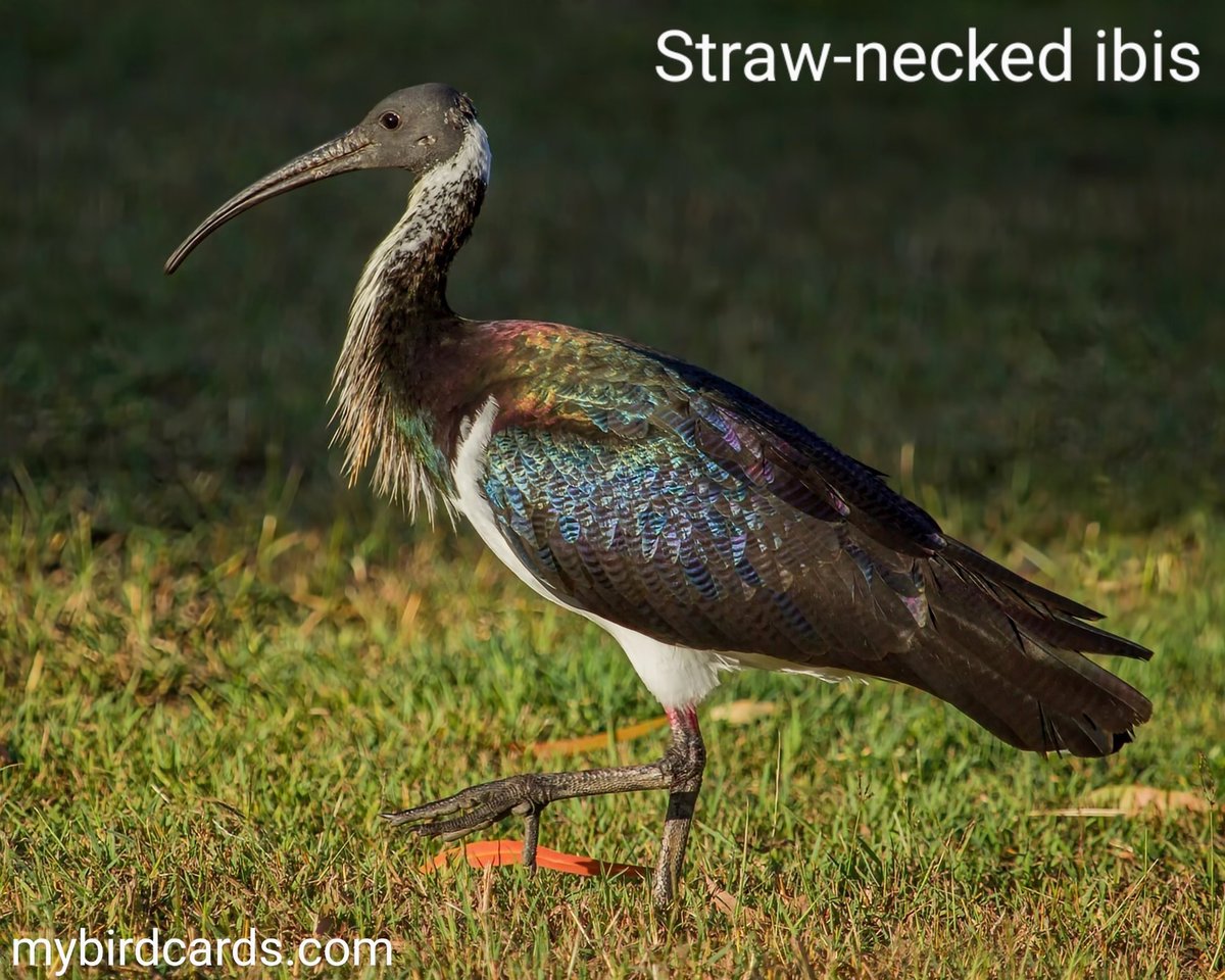 Straw-necked ibis 🌏 #Australasianbirds #Australianbirds #NewGuineanbirds #Indonesianbirds | #mybirdcards #birdcards #birds🦜