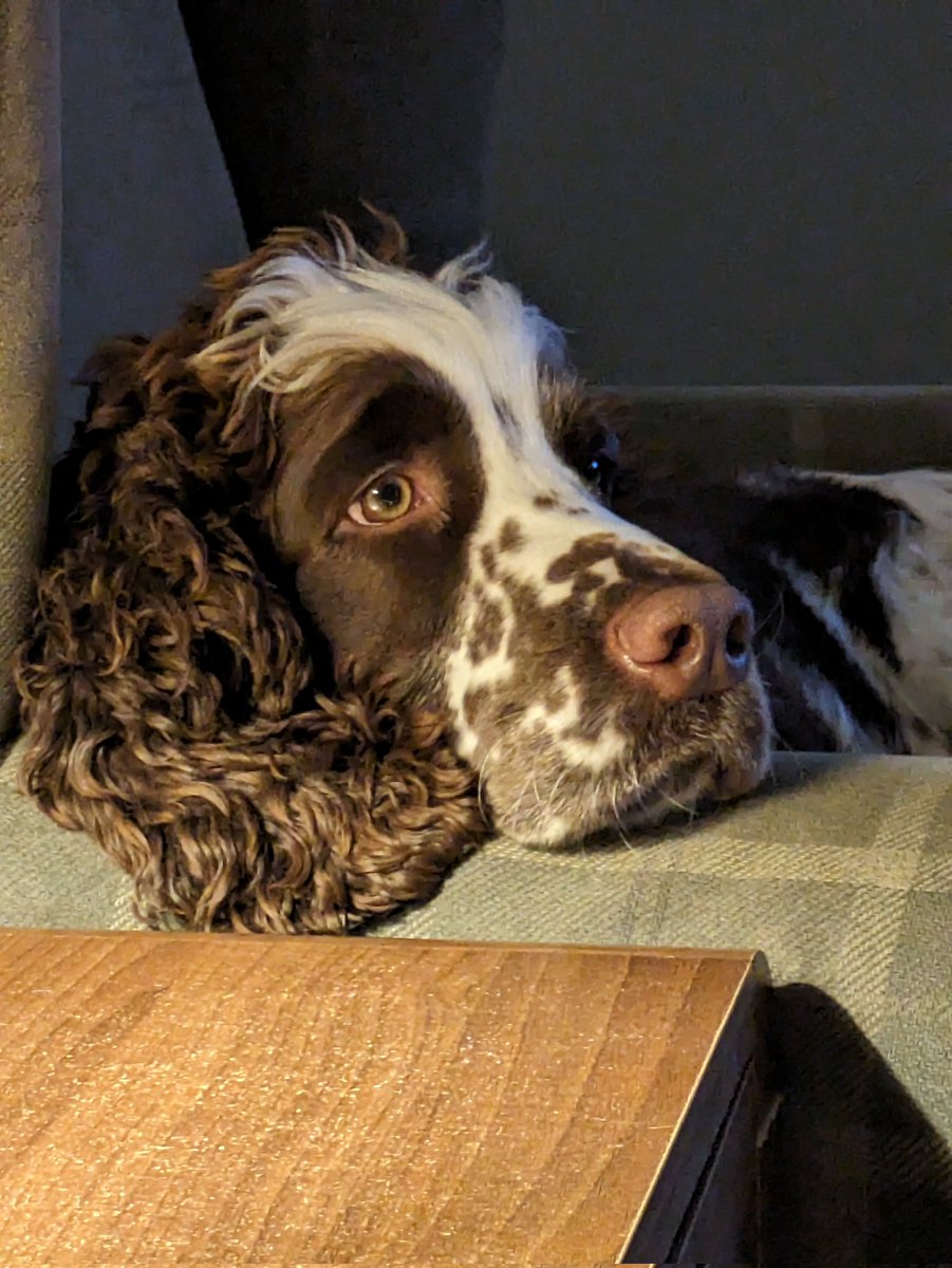DRidge67's tweet image. He's a looker👊💟 #spanner #Stantheman