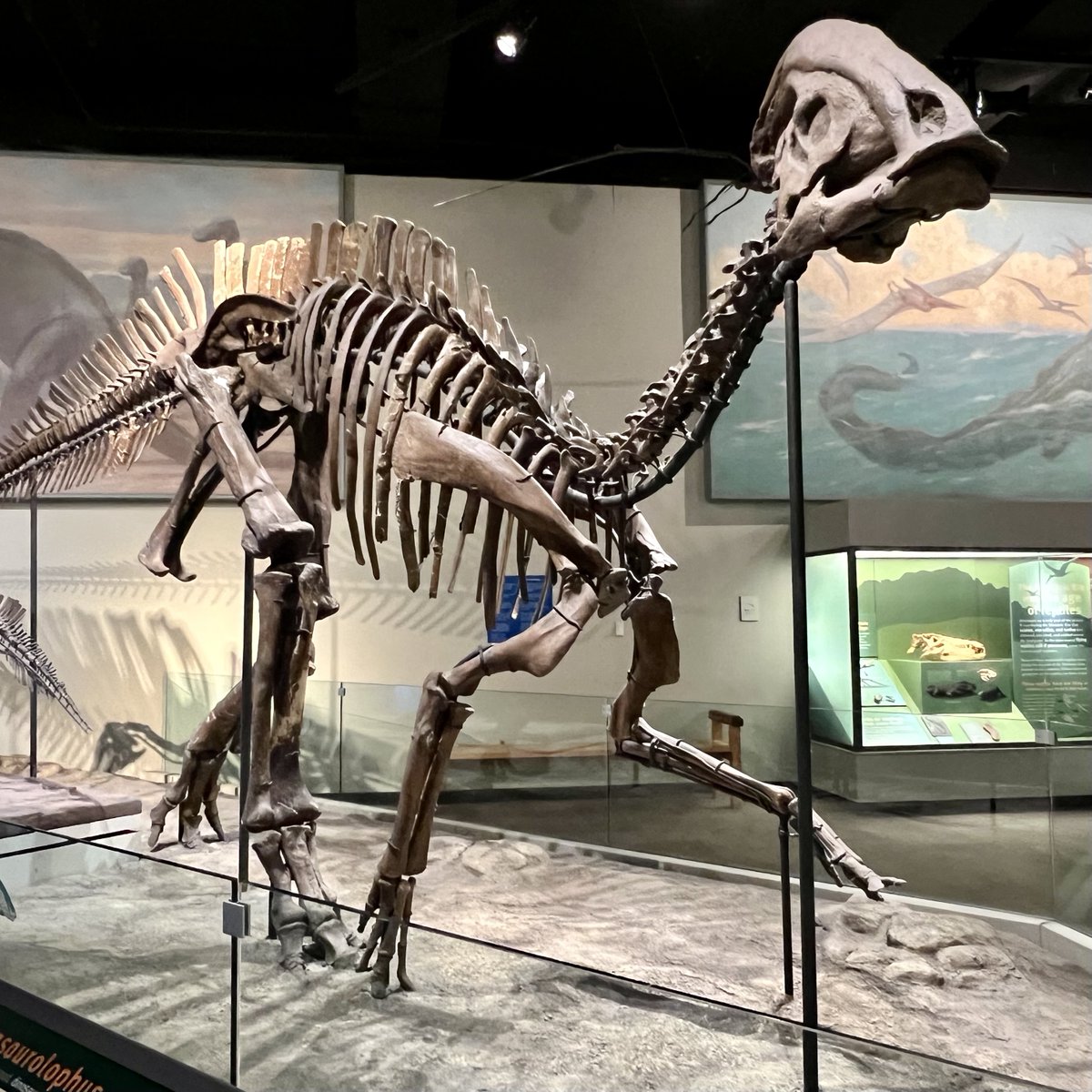 Field Museum tweet media