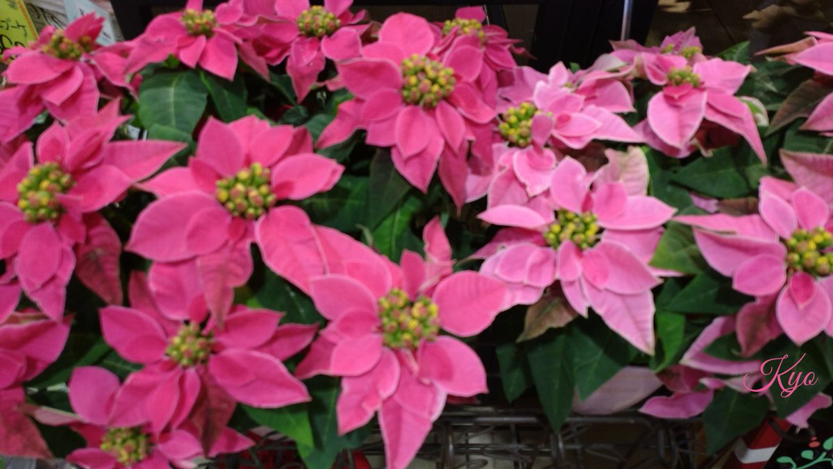 おはようございます😃✨

昨日の真冬の寒さから５℃ぐらい上がります🌧️→☁️→☀️

午後には日差しも戻ります(^-^)/

笑顔いっぱいの１日に
なりますように❣️🤗⤴️

#NoWar #StopWar
#PrayForPeace
#花写っと #お写ん歩 #師走
#ポインセチア #プリンセチア
#写真の奏でる私の世界