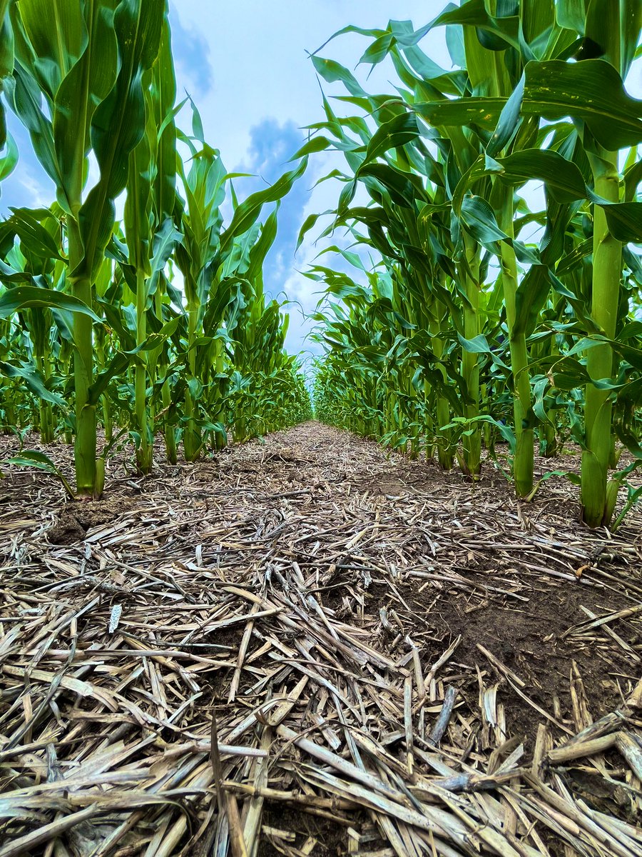 DK7272TRE - Una belleza - <a href="/DekalbArgentina/">DEKALB Argentina</a> <a href="/AgroBayerAR/">Agro Bayer</a>