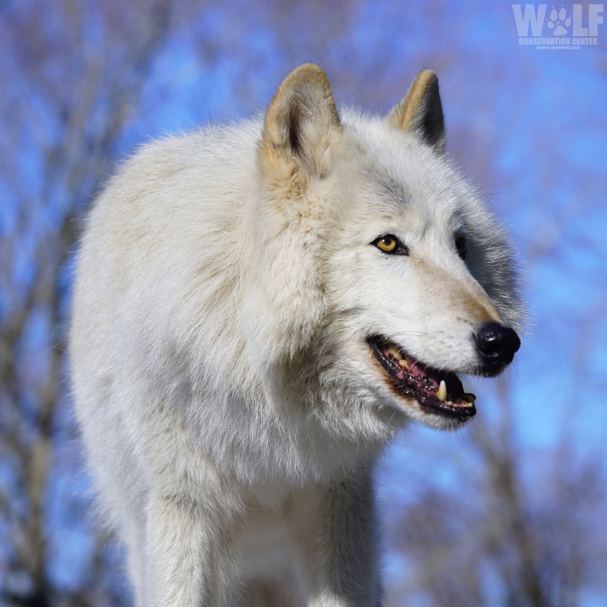 nywolforg's tweet photo. Hope is a wolf's smile 😀 https://t.co/CQJMzH2GRM