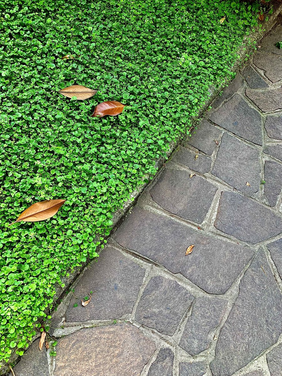 💥 NEW DROP 💥

#5 (Collection “Point of View”)

✨Is life green or grey? We walk a fine line✨

15/15 available
3 XTZ

objkt.com/asset/KT1VbwY3…