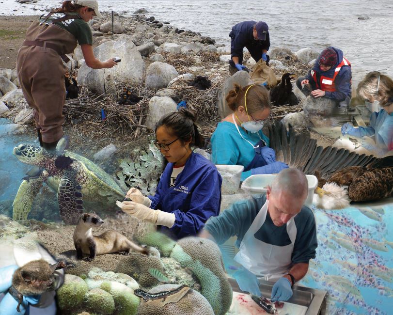 Job Alert! We are hiring an Administrative Operations Assistant at the National Wildlife Health Center in Madison, Wisconsin.

Learn more and apply at: usajobs.gov/job/763104800

Deadline to apply is Dec. 18 or until 50 applications have been received.