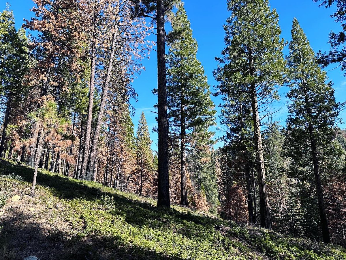Exploring the transformed landscapes of Stanislaus #NationalForest with SNC & @usfs_r5 @Stanislaus_NF! Witnessing the incredible results of treatments on a landscape scale – healthy #forests thriving from effective #prescribedfire & forest health treatments. 🌲🔥 #30x30