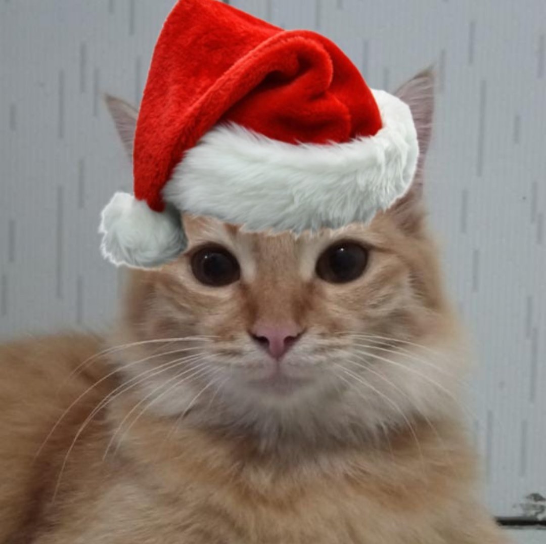 Henrique08093's tweet photo. @gatinarios Fraco https://t.co/sxUdZezH3Q