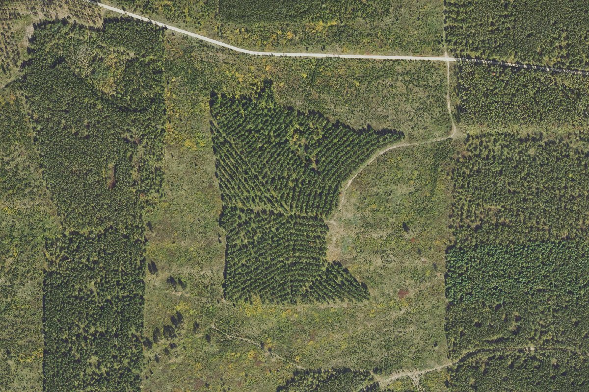 mnforestry's tweet image. There's a photo going around lately of a pine forest in the shape of Minnesota...and yes, it's real!  First, a bit of historical context. 
(a 🌲🧵)