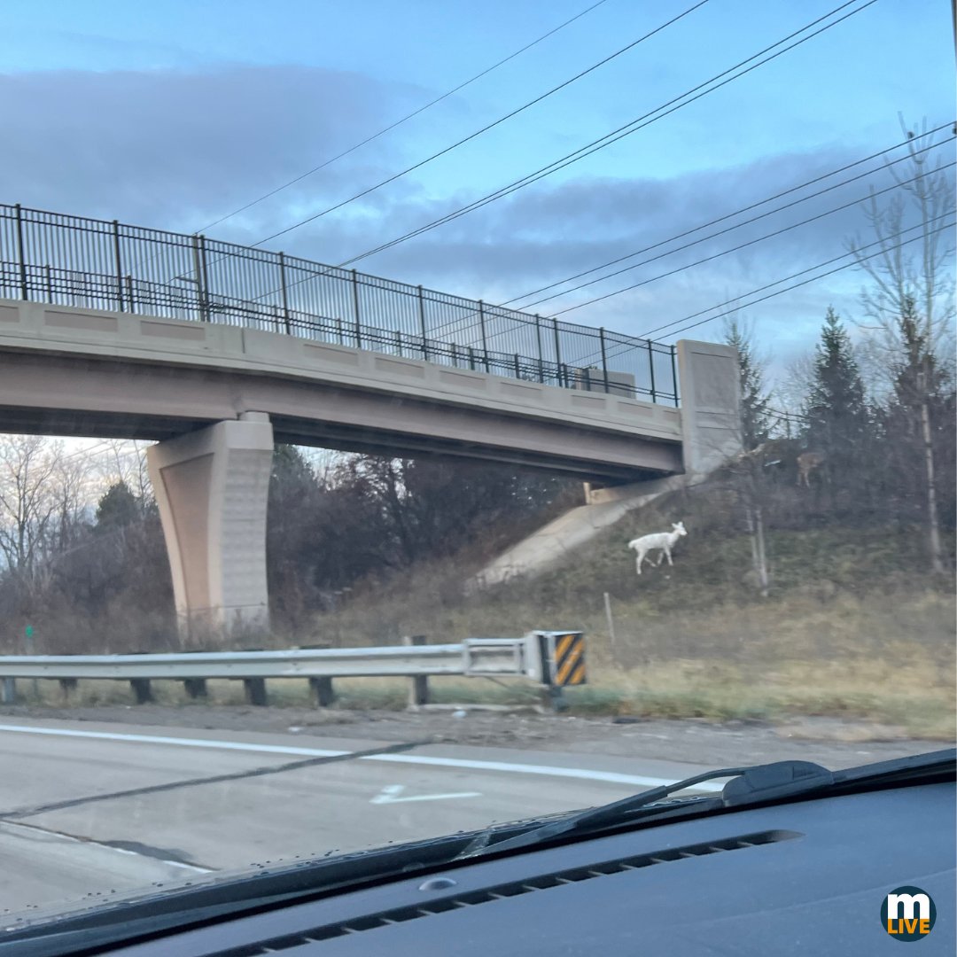 A rare white deer just spotted on 696 in Farmington Hills, Michigan!