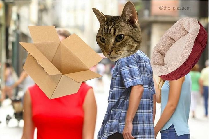NekotoshiGame's tweet photo. Adopt a kitten on $BEAM today 🧡 https://t.co/x3GA5uO7RB