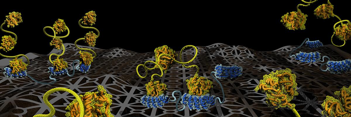 We have multiple postdoc positions in the areas of multivalent protein/therapeutic design and bacterial diagnostics/therapeutics. Please repost and reach out if you'd like to learn more!