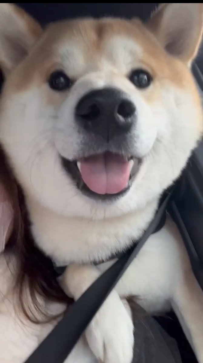 おはようございます☀
#柴犬 #おはようございます