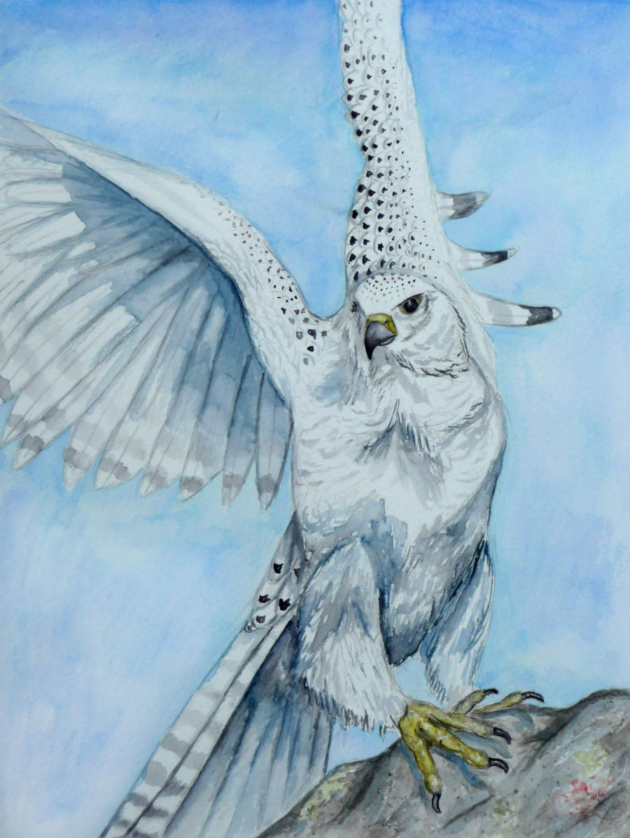 hongphuc83's tweet photo. Gyrfalcon là loài động vật quốc gia được tôn kính của Iceland, đại diện cho sự nhanh nhẹn, sức mạnh và tinh thần. Với đôi mắt hung dữ, móng vuốt sắc bén và tốc độ ấn tượng, loài chim săn mồi đáng gờm này được coi là hiện thân của những khía cạnh của tính cách Iceland.

Về mặt sinh học, gyrfalcon là loài chim ưng lớn nhất. Chúng có nhiều màu sắc khác nhau của bộ lông từ nâu sẫm đến xám bạc, với các đốm và sọc đậm phức tạp hơn. Gyrfalcons chủ yếu ăn các loài chim lớn mà chúng bắt được giữa chuyến bay, nhưng cũng săn các loài gặm nhấm nhỏ và cá khi cần thiết.

Những thợ săn lão luyện này sống ở các vùng Bắc Cực và cận Bắc Cực xa xôi trên các vách đá cao và các khối đá thích hợp cho các địa điểm làm tổ khó tiếp cận. Tuy nhiên, biến đổi khí hậu đặt ra những mối đe dọa nghiêm trọng khi nhiệt độ ấm hơn đẩy con mồi của chúng về phía bắc. Ước tính chỉ còn lại khoảng 10.000 cặp sinh sản trên toàn cầu.

Là biểu tượng loài chim được tôn kính của Iceland được tìm thấy trên nghệ thuật dân gian và phù hiệu hiện đại, chim ưng hùng mạnh tượng trưng cho pháo đài tự nhiên gồ ghề và sức sống được rèn giũa bởi người Viking của cư dân đảo quốc - tôn trọng sức mạnh tàn bạo nhưng ngưỡng mộ nhất những người thông minh và kiên nhẫn. Hình ảnh của nó tiếp tục thể hiện bản sắc Iceland.