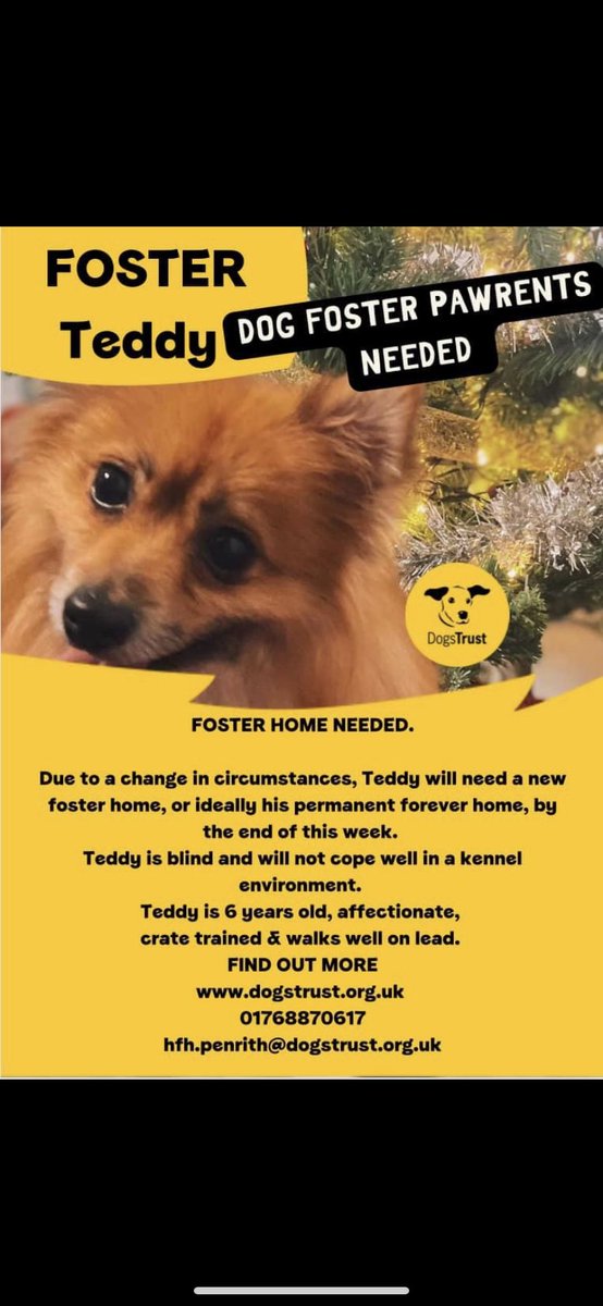Urgent foster care required for Teddy #cumbria #dogoftheweek #fosterdog #fosterme #pom #help @DogsTrust