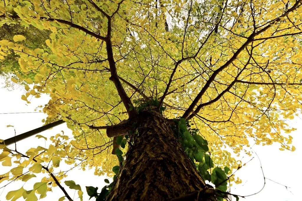 ice_chai_latte's tweet photo. #紅葉 #イチョウ #ライムレモン色 #秋の風景
#AutumnLeaves #GingkoTree #LimeAndLemonColor #FallScenery https://t.co/903kjtAliS https://t.co/wZt2EYfUhg