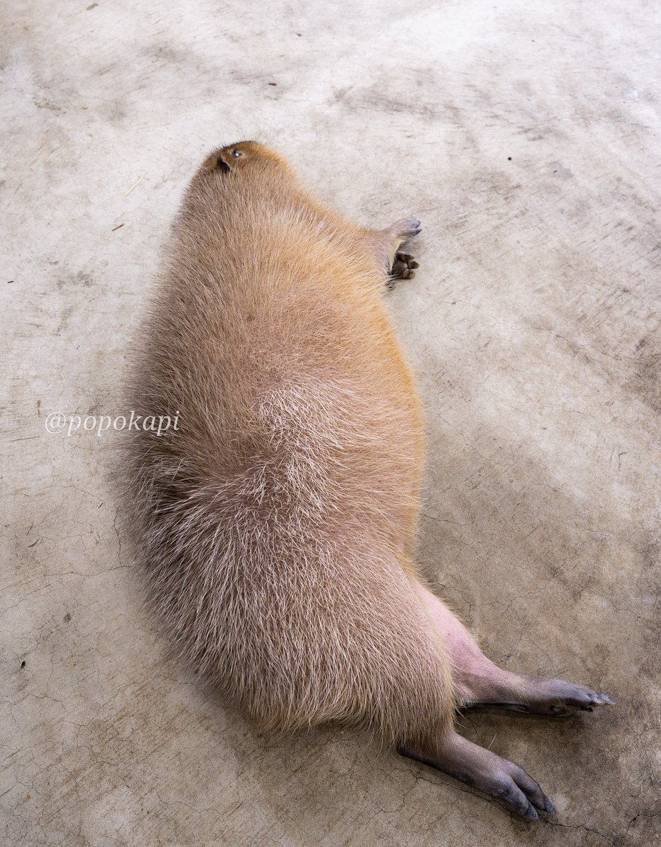 こてん
#カピバラ #福井県 #足羽山公園遊園地 #ハピジャン