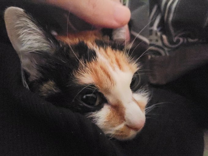 猫が腕枕してて起きれない 