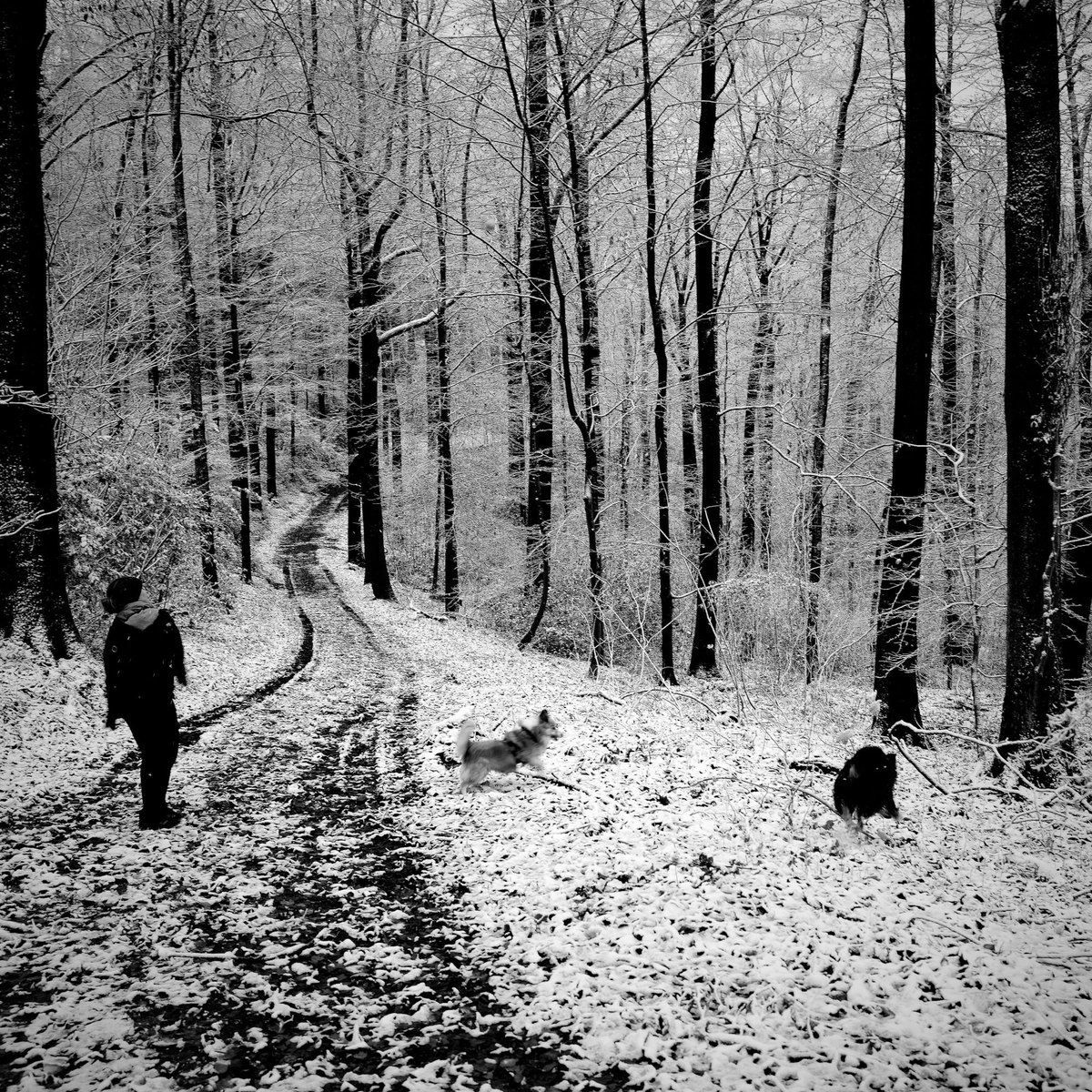 243Oliver's tweet photo. Winter in the woods #winter #woods #leicaq2 #streetphotography https://t.co/4DP0K9c14V
